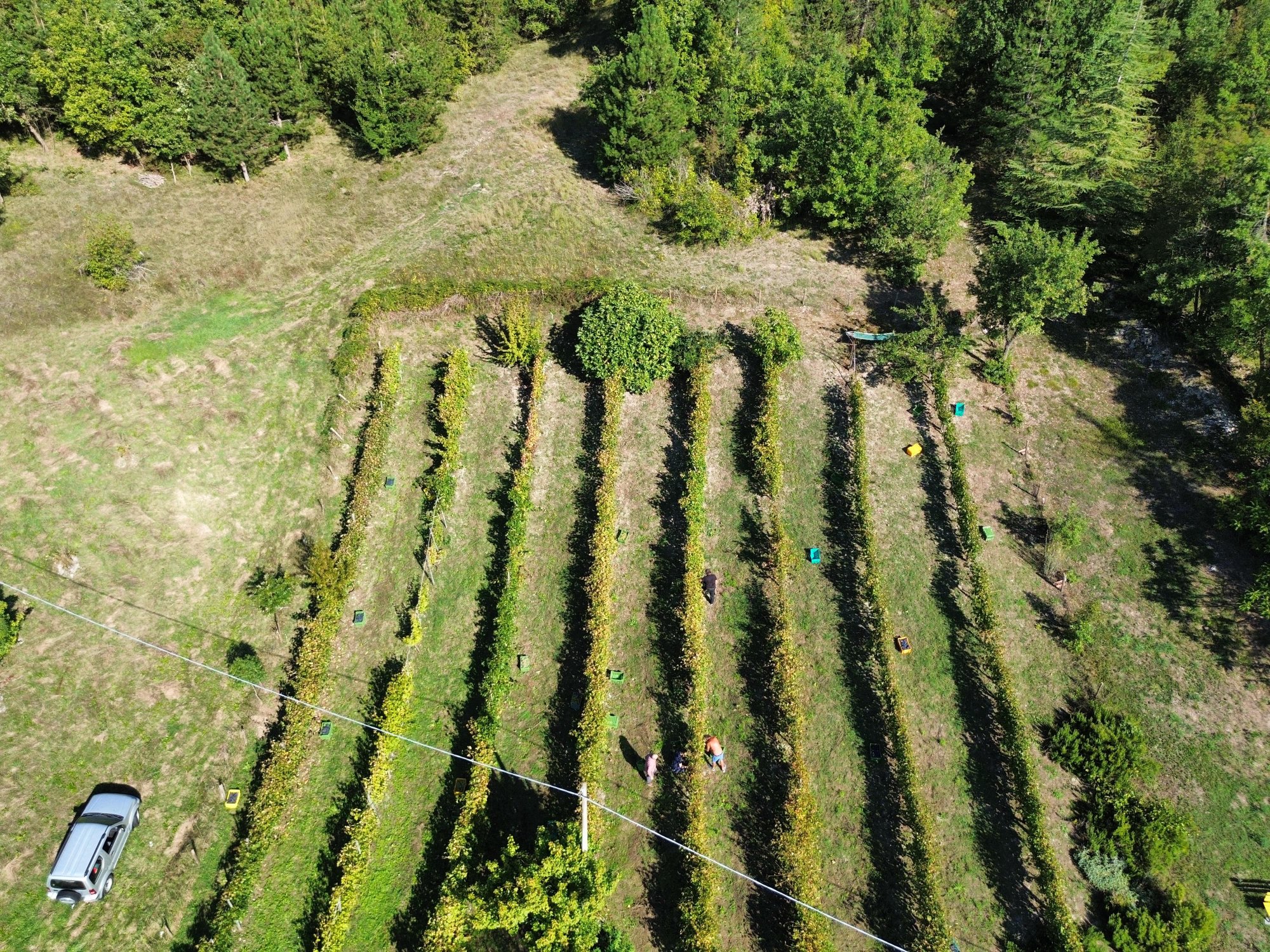 Vigna dall'alto con bosco