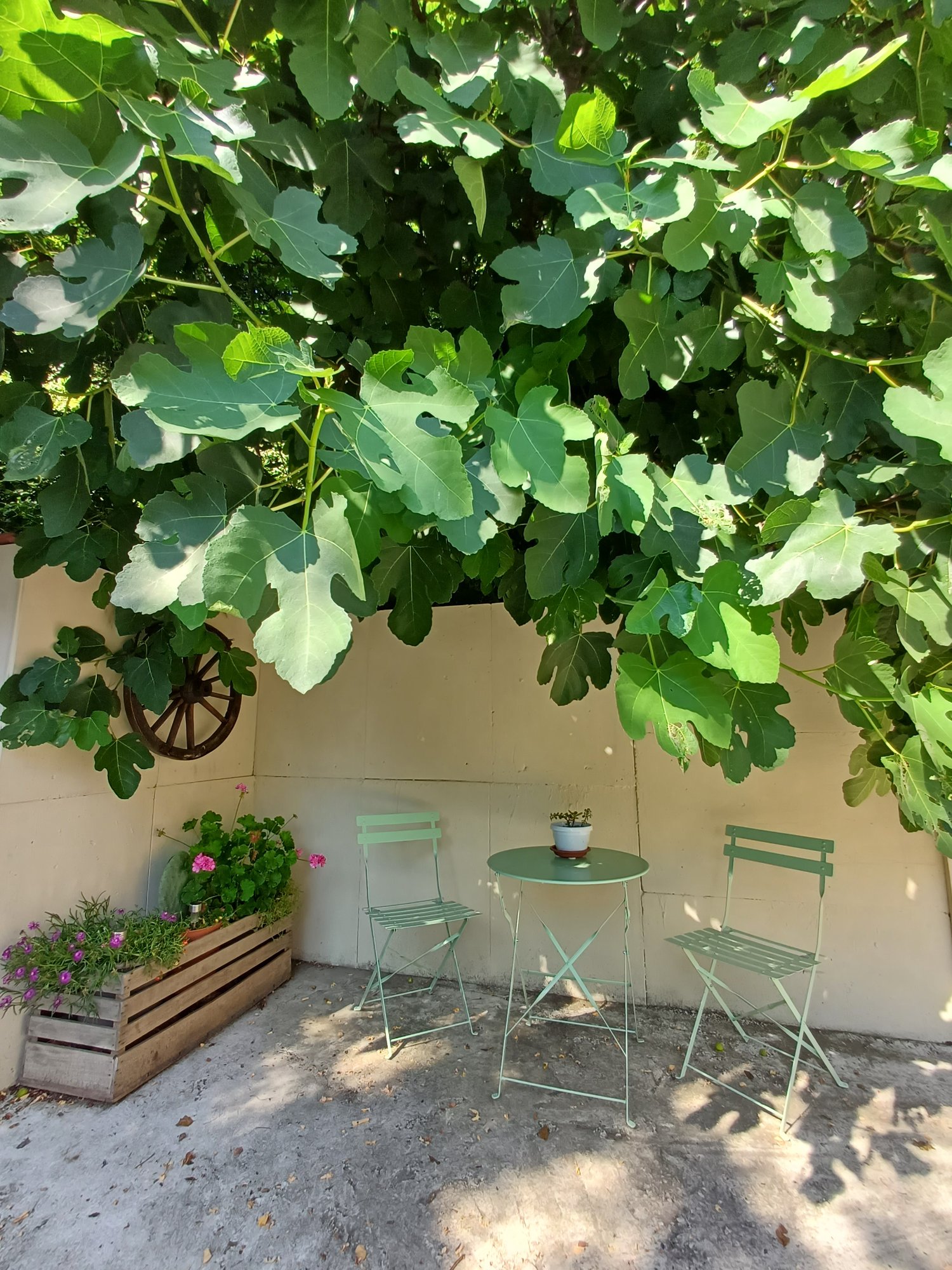 Tavolino verde sotto il fico